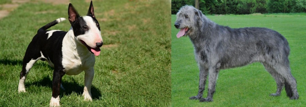 Irish Wolfhound vs Bull Terrier Miniature - Breed Comparison
