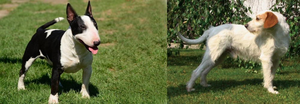 Istarski Ostrodlaki Gonic vs Bull Terrier Miniature - Breed Comparison