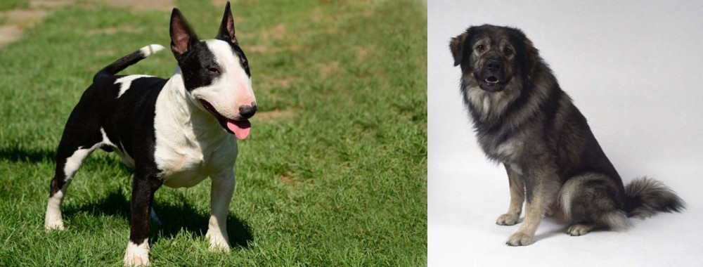 Istrian Sheepdog vs Bull Terrier Miniature - Breed Comparison