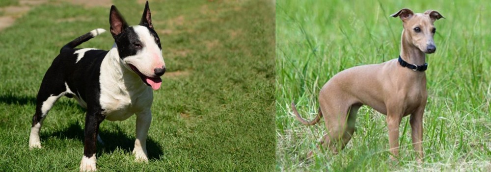 Italian Greyhound vs Bull Terrier Miniature - Breed Comparison