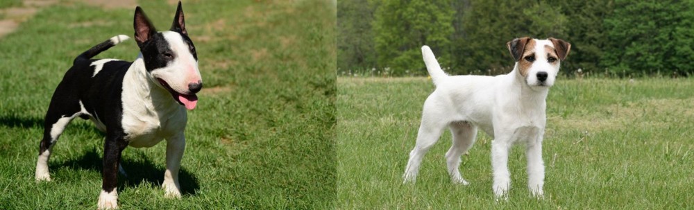 Jack Russell Terrier vs Bull Terrier Miniature - Breed Comparison