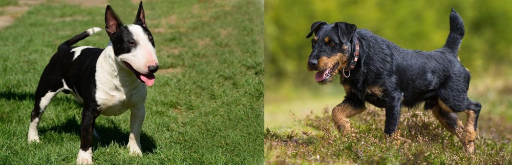 Jagdterrier vs Bull Terrier Miniature - Breed Comparison