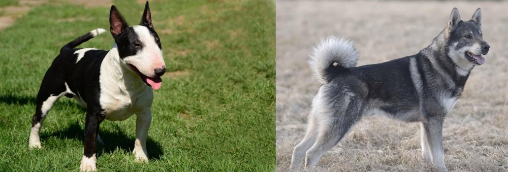 Jamthund vs Bull Terrier Miniature - Breed Comparison