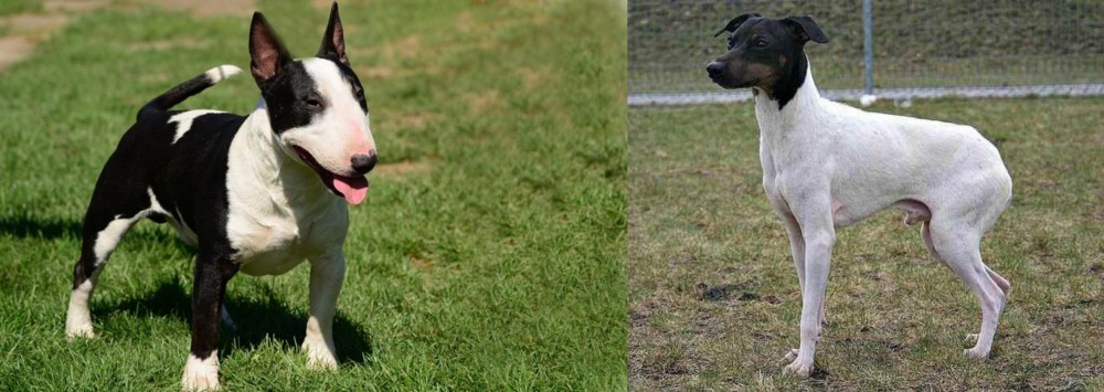Japanese Terrier vs Bull Terrier Miniature - Breed Comparison