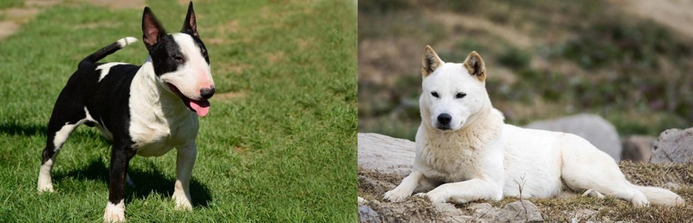 Jindo vs Bull Terrier Miniature - Breed Comparison