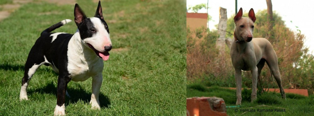 Jonangi vs Bull Terrier Miniature - Breed Comparison