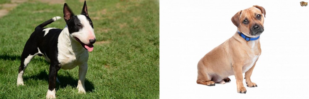 Jug vs Bull Terrier Miniature - Breed Comparison