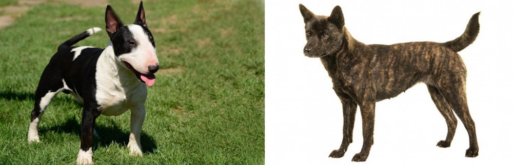 Kai Ken vs Bull Terrier Miniature - Breed Comparison