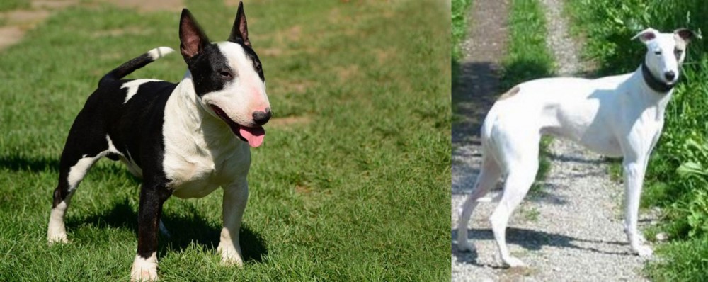 Kaikadi vs Bull Terrier Miniature - Breed Comparison