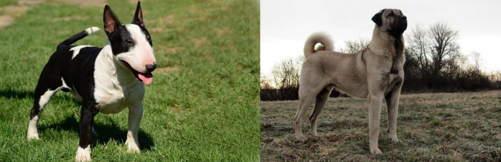 Kangal Dog vs Bull Terrier Miniature - Breed Comparison