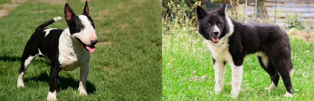Karelian Bear Dog vs Bull Terrier Miniature - Breed Comparison