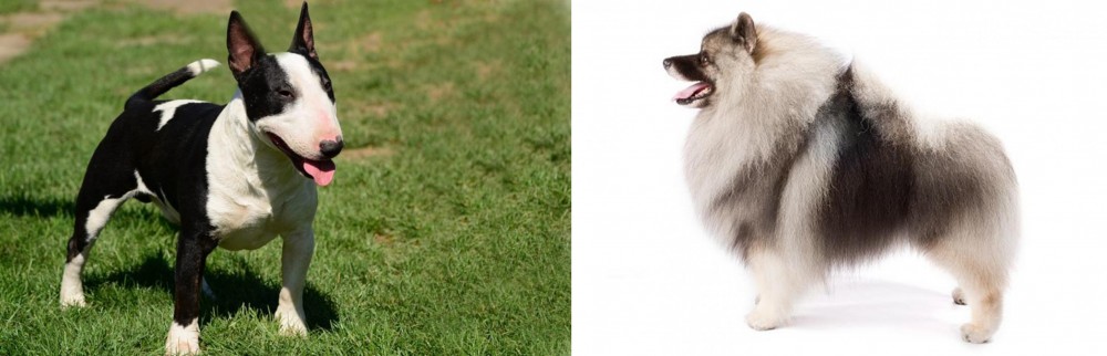 Keeshond vs Bull Terrier Miniature - Breed Comparison