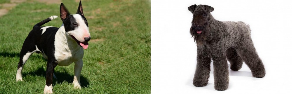 Kerry Blue Terrier vs Bull Terrier Miniature - Breed Comparison
