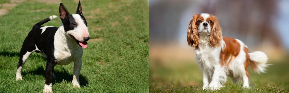 King Charles Spaniel vs Bull Terrier Miniature - Breed Comparison