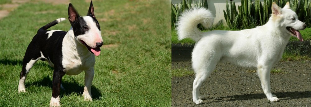 Kintamani vs Bull Terrier Miniature - Breed Comparison