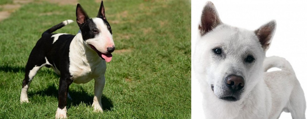 Kishu vs Bull Terrier Miniature - Breed Comparison