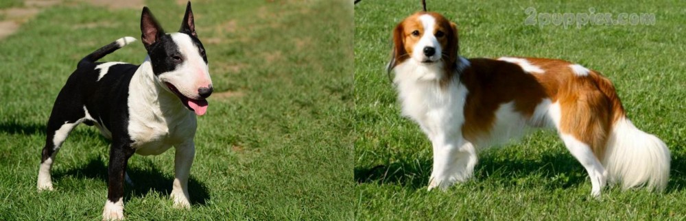 Kooikerhondje vs Bull Terrier Miniature - Breed Comparison