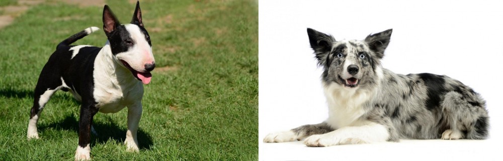 Koolie vs Bull Terrier Miniature - Breed Comparison
