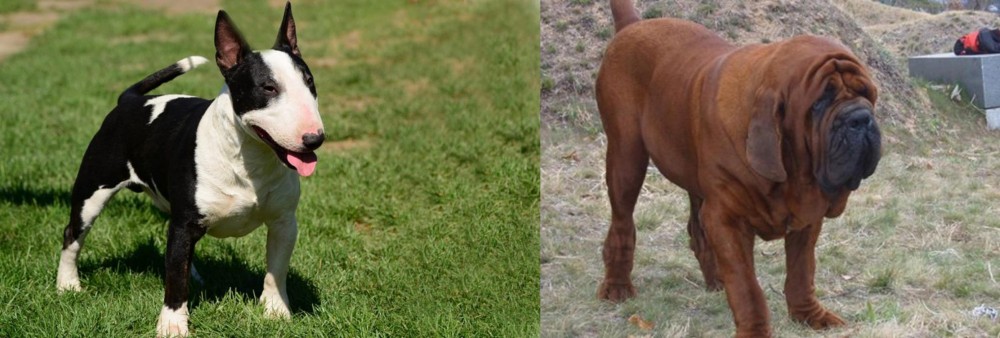 Korean Mastiff vs Bull Terrier Miniature - Breed Comparison