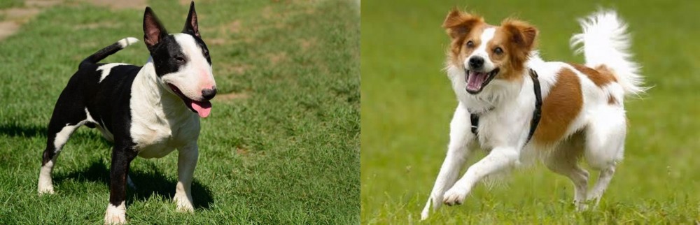 Kromfohrlander vs Bull Terrier Miniature - Breed Comparison
