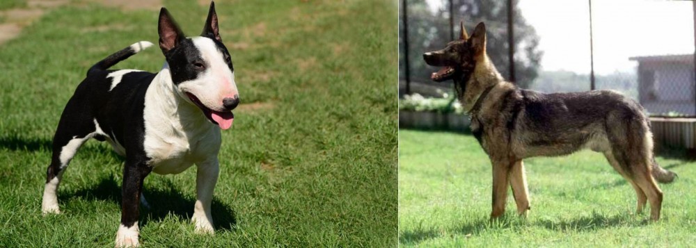 Kunming Dog vs Bull Terrier Miniature - Breed Comparison