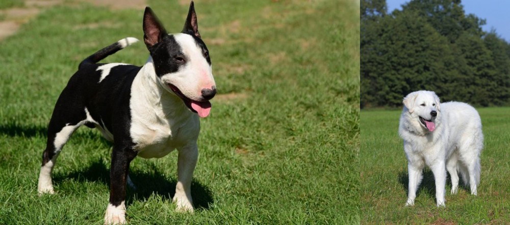 Kuvasz vs Bull Terrier Miniature - Breed Comparison