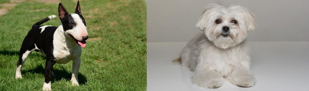 Kyi-Leo vs Bull Terrier Miniature - Breed Comparison