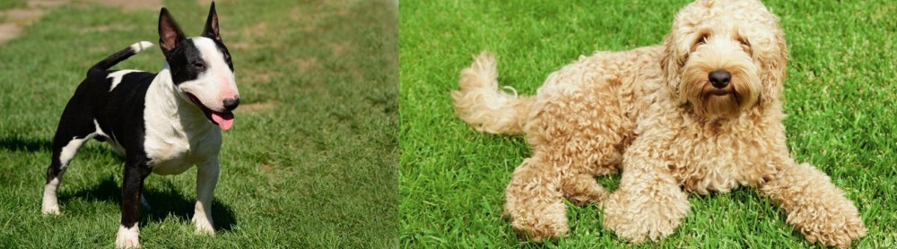 Labradoodle vs Bull Terrier Miniature - Breed Comparison