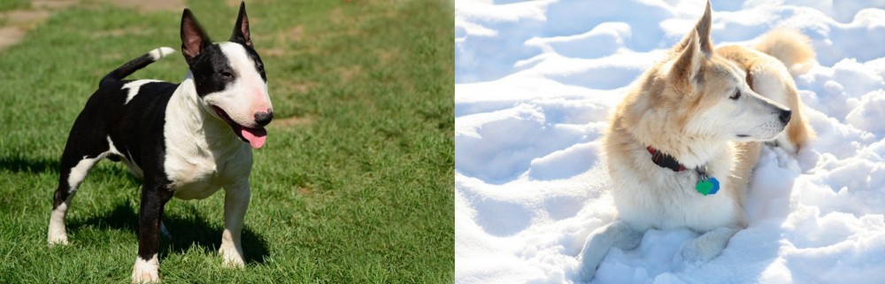 Labrador Husky vs Bull Terrier Miniature - Breed Comparison
