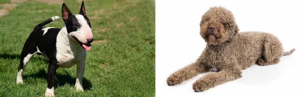 Lagotto Romagnolo vs Bull Terrier Miniature - Breed Comparison