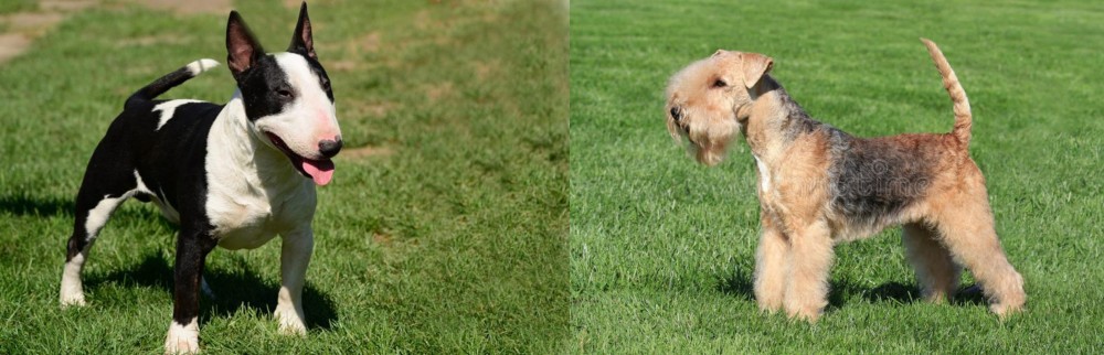Lakeland Terrier vs Bull Terrier Miniature - Breed Comparison