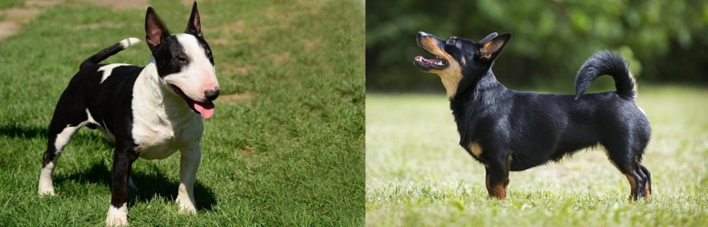 Lancashire Heeler vs Bull Terrier Miniature - Breed Comparison