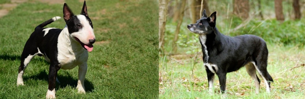 Lapponian Herder vs Bull Terrier Miniature - Breed Comparison