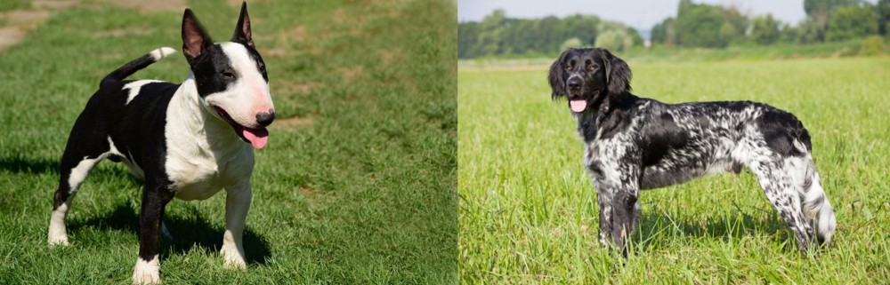 Large Munsterlander vs Bull Terrier Miniature - Breed Comparison