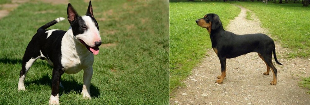 Latvian Hound vs Bull Terrier Miniature - Breed Comparison