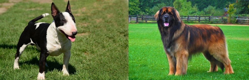Leonberger vs Bull Terrier Miniature - Breed Comparison