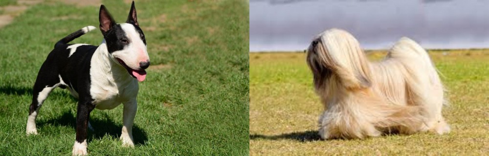 Lhasa Apso vs Bull Terrier Miniature - Breed Comparison