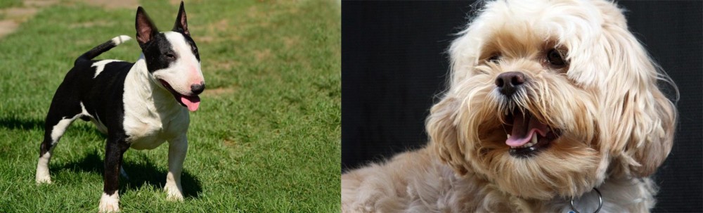 Lhasapoo vs Bull Terrier Miniature - Breed Comparison