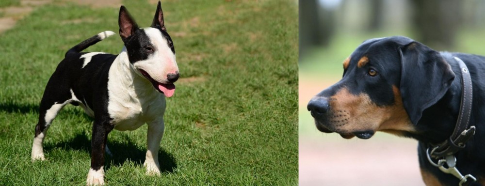 Lithuanian Hound vs Bull Terrier Miniature - Breed Comparison