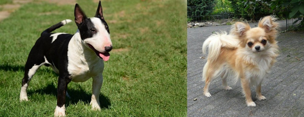 Long Haired Chihuahua vs Bull Terrier Miniature - Breed Comparison
