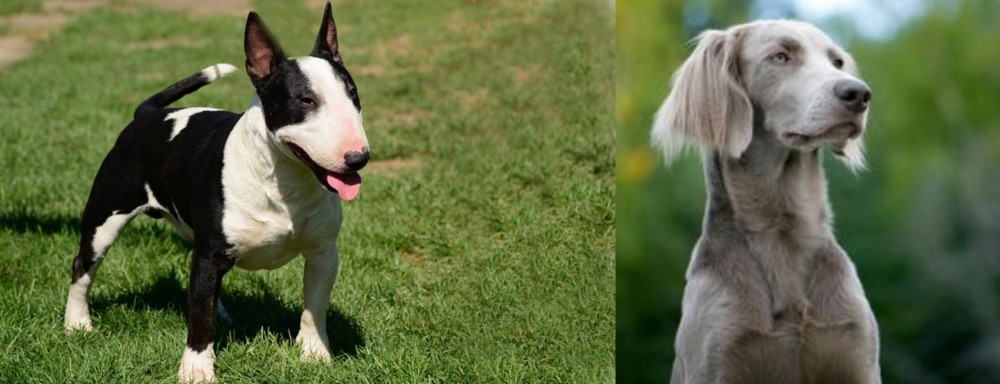 Longhaired Weimaraner vs Bull Terrier Miniature - Breed Comparison