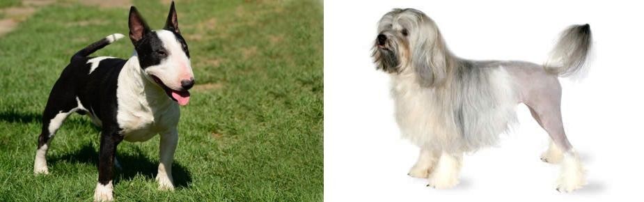 Lowchen vs Bull Terrier Miniature - Breed Comparison