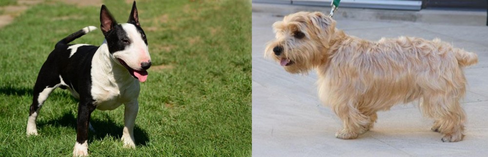 Lucas Terrier vs Bull Terrier Miniature - Breed Comparison