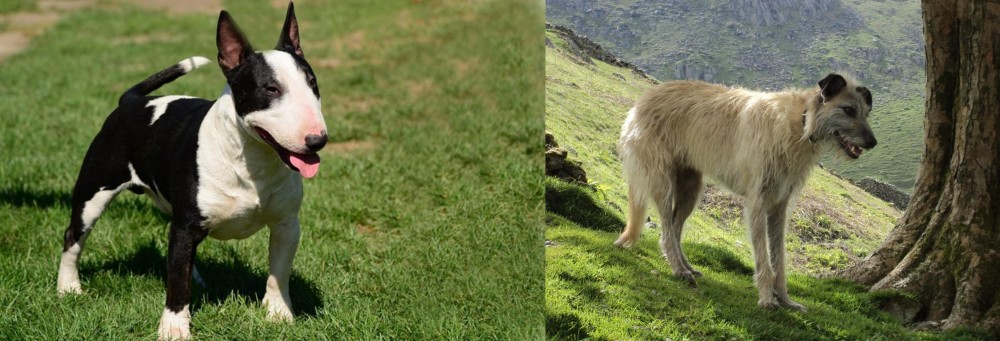 Lurcher vs Bull Terrier Miniature - Breed Comparison