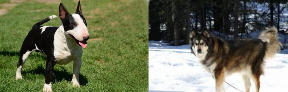 Mackenzie River Husky vs Bull Terrier Miniature - Breed Comparison
