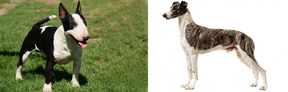 Magyar Agar vs Bull Terrier Miniature - Breed Comparison