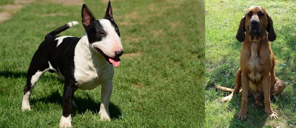 Majestic Tree Hound vs Bull Terrier Miniature - Breed Comparison