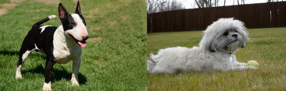 Mal-Shi vs Bull Terrier Miniature - Breed Comparison