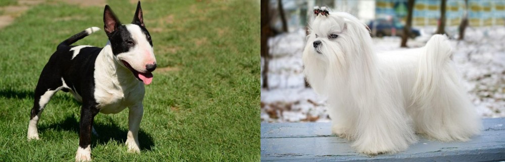Maltese vs Bull Terrier Miniature - Breed Comparison