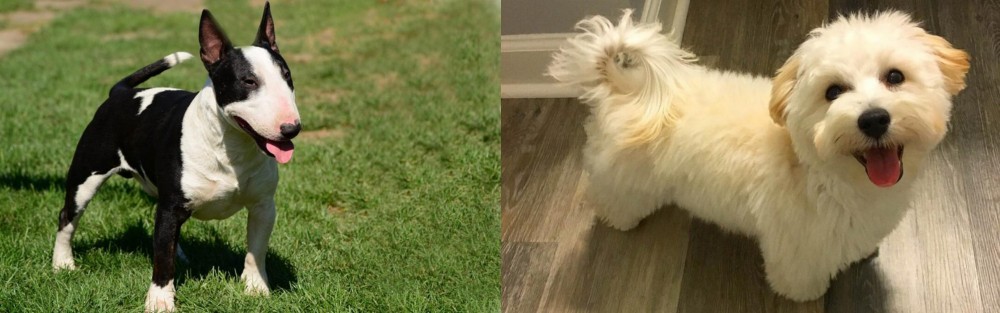 Maltipoo vs Bull Terrier Miniature - Breed Comparison